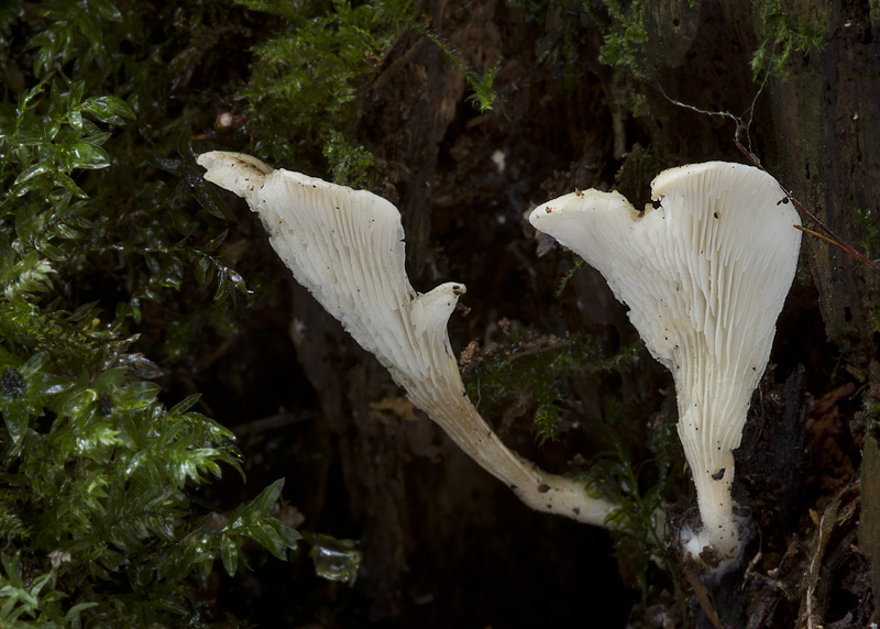 Hohenbuehelia abietina